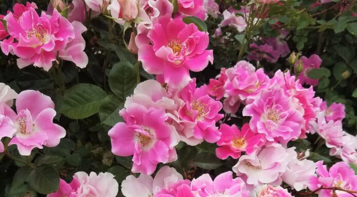 Woody Plant Research Update for 2023