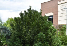 Boxwood Hardiness Trials