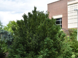 Boxwood Hardiness Trials