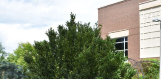 Boxwood Hardiness Trials