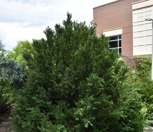Boxwood Hardiness Trials