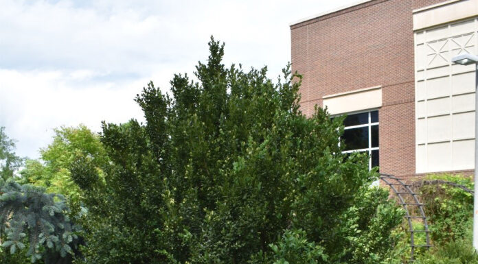 Boxwood Hardiness Trials