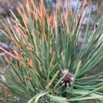 Have You Heard About This Pine Killing Bug?