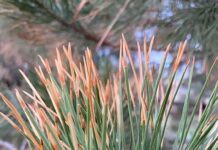 Have You Heard About This Pine Killing Bug?