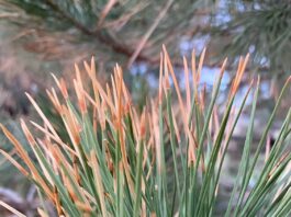 Have You Heard About This Pine Killing Bug?