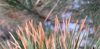 Have You Heard About This Pine Killing Bug?