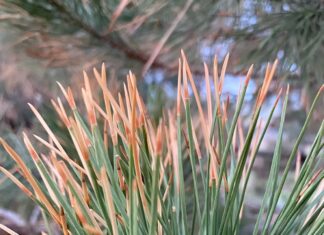 Have You Heard About This Pine Killing Bug?