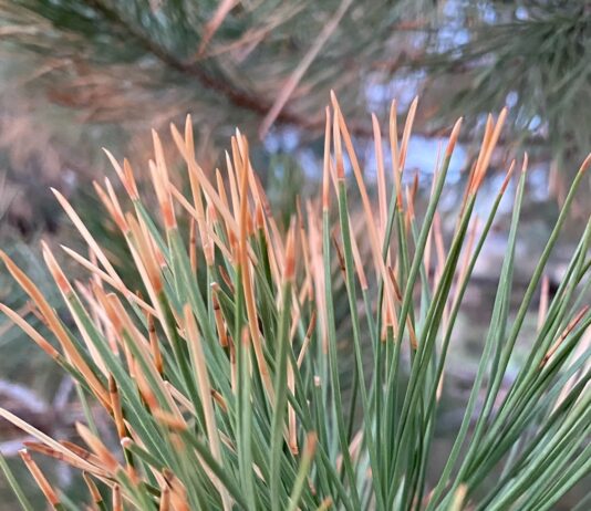 Have You Heard About This Pine Killing Bug?