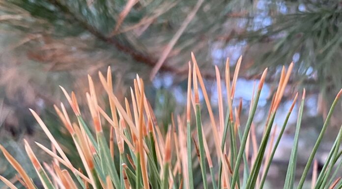 Have You Heard About This Pine Killing Bug?