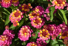 ‘Best Of’ Annuals From 2023 Season