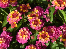 ‘Best Of’ Annuals From 2023 Season