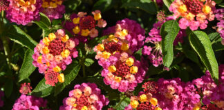 ‘Best Of’ Annuals From 2023 Season