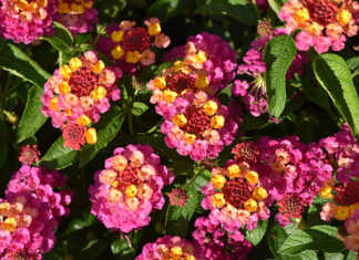 ‘Best Of’ Annuals From 2023 Season