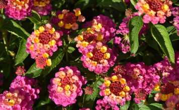 ‘Best Of’ Annuals From 2023 Season