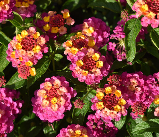 ‘Best Of’ Annuals From 2023 Season