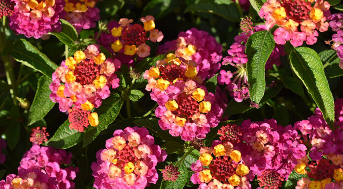 ‘Best Of’ Annuals From 2023 Season