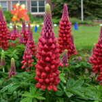 Seven “Top Performer” Perennials in 2023