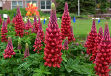 Seven “Top Performer” Perennials in 2023