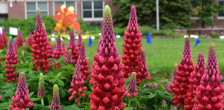 Seven “Top Performer” Perennials in 2023