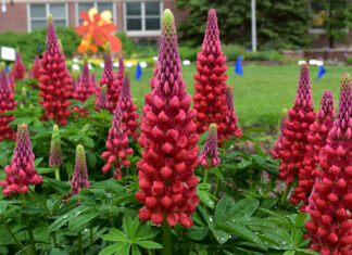 Seven “Top Performer” Perennials in 2023