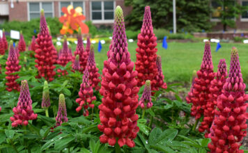 Seven “Top Performer” Perennials in 2023