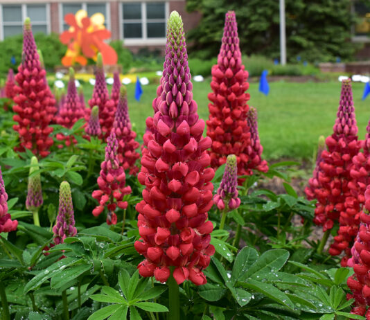 Seven “Top Performer” Perennials in 2023