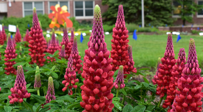 Seven “Top Performer” Perennials in 2023