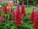 Seven “Top Performer” Perennials in 2023