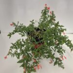 Can Chilling Stock Plants Improve Vegetative Cutting Production?