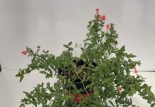 Can Chilling Stock Plants Improve Vegetative Cutting Production?