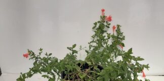 Can Chilling Stock Plants Improve Vegetative Cutting Production?