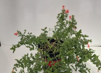 Can Chilling Stock Plants Improve Vegetative Cutting Production?