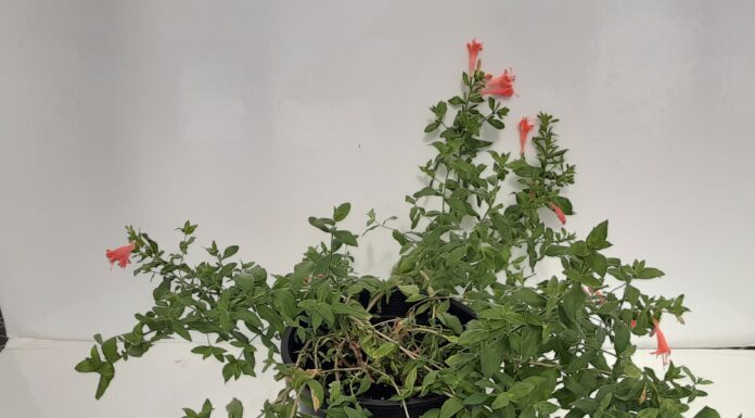 Can Chilling Stock Plants Improve Vegetative Cutting Production?