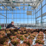 CSU’s Josh Craver Fully Embraces Controlled Environment Hort Research