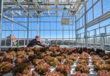CSU’s Josh Craver Fully Embraces Controlled Environment Hort Research