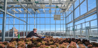 CSU’s Josh Craver Fully Embraces Controlled Environment Hort Research
