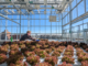 CSU’s Josh Craver Fully Embraces Controlled Environment Hort Research
