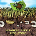 Protecting Colorado from the Invasive Japanese Beetle