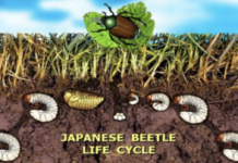 Protecting Colorado from the Invasive Japanese Beetle