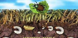 Protecting Colorado from the Invasive Japanese Beetle