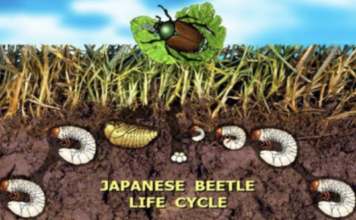Protecting Colorado from the Invasive Japanese Beetle