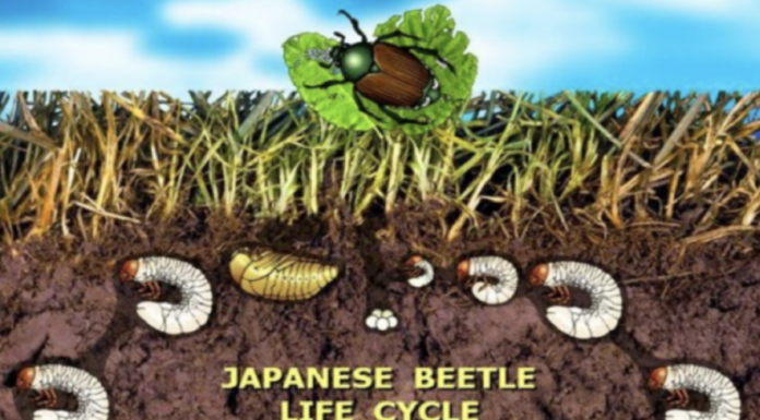 Protecting Colorado from the Invasive Japanese Beetle