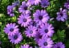 2024 Colorado State University Trial Gardens2024 Best Of’s