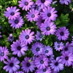 2024 Colorado State University Trial Gardens2024 Best Of’s