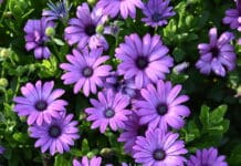 2024 Colorado State University Trial Gardens2024 Best Of’s