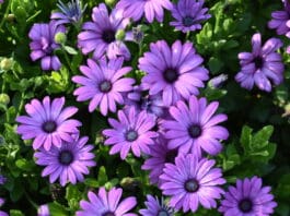 2024 Colorado State University Trial Gardens2024 Best Of’s