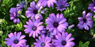 2024 Colorado State University Trial Gardens2024 Best Of’s