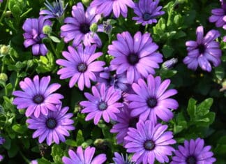 2024 Colorado State University Trial Gardens2024 Best Of’s