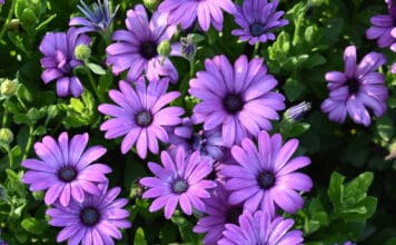 2024 Colorado State University Trial Gardens2024 Best Of’s