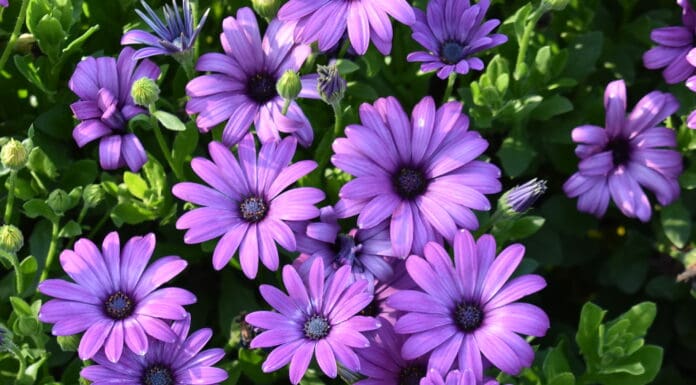 2024 Colorado State University Trial Gardens2024 Best Of’s